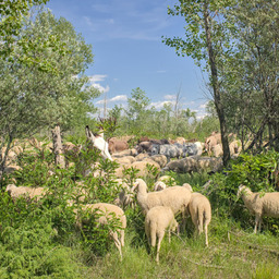 Shrubs and undergrowth filled with dozens of animals passing through.