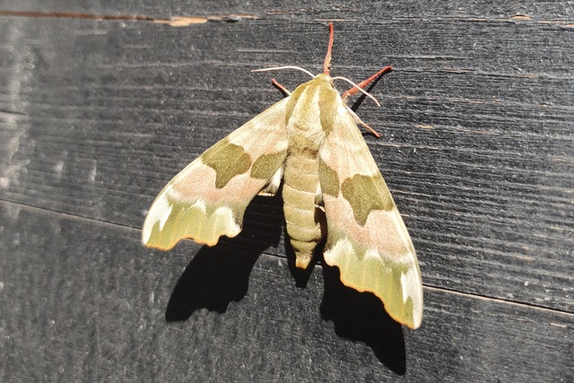 A close up of a limehawk moth.