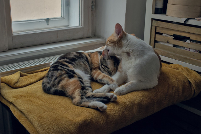 Two cats cuddling on a blanket in front of a window.