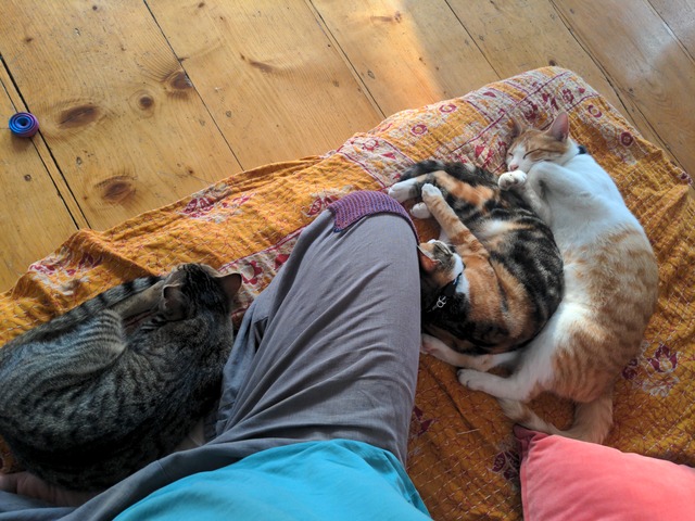 Three cats sleeping blissfully between and next to my crossed legs.