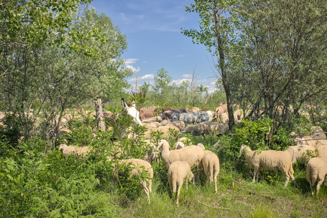 Shrubs and undergrowth filled with dozens of animals passing through.